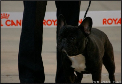 De Castelfranco Veneto - pau....