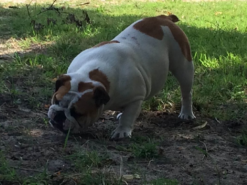 I am ingalls mary De Castelfranco Veneto