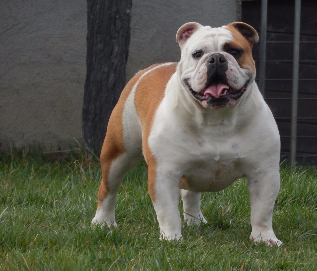 Love me tender De Castelfranco Veneto