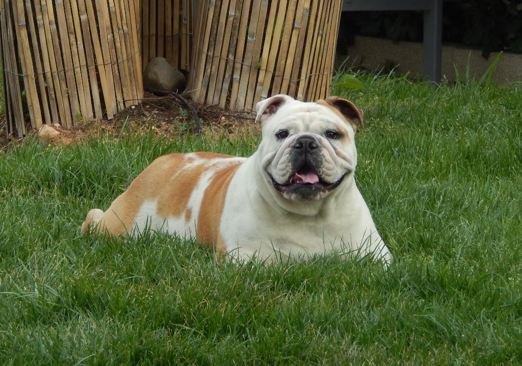 Leontine De Castelfranco Veneto