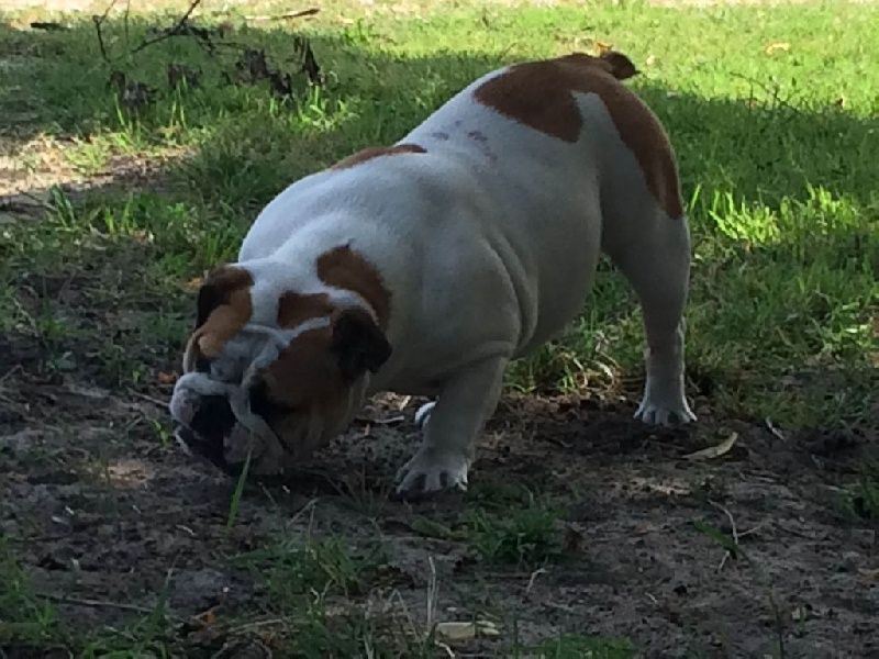 I'am ingalls mary De Castelfranco Veneto