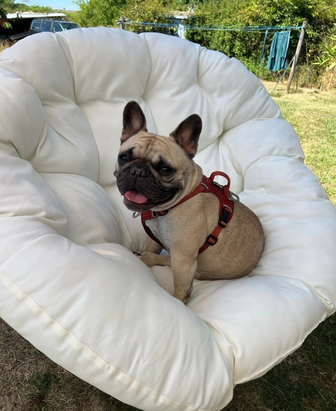 U'Ponyo de castelfranco veneto