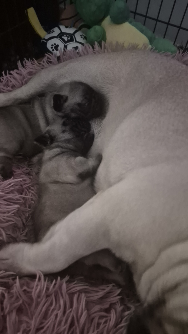 Les bébés de lolita et sergei