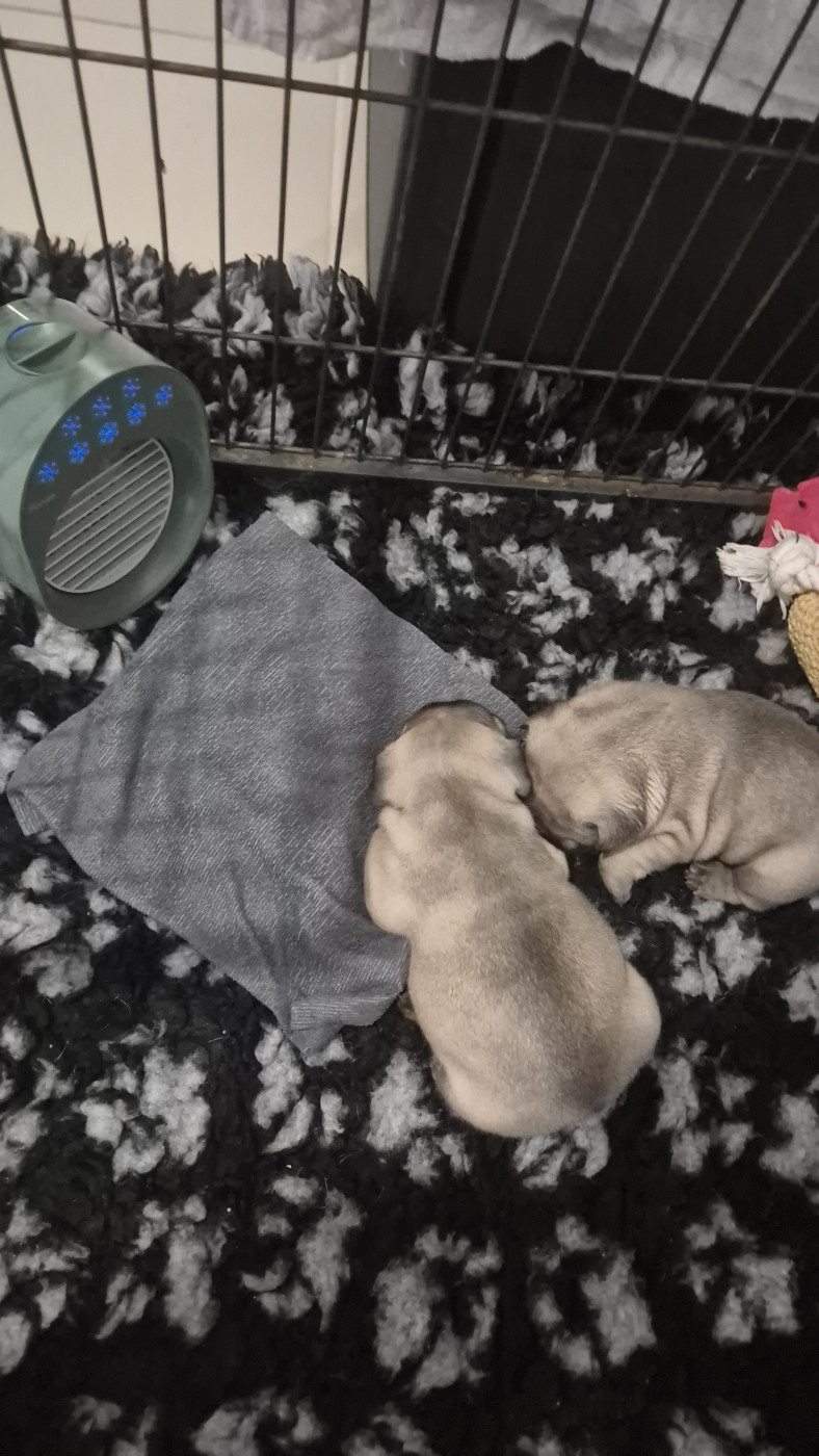 Mes beautés