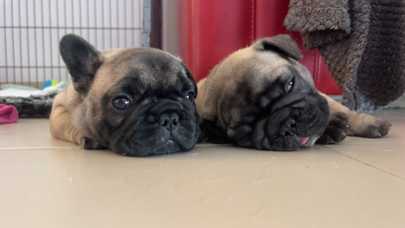 Les bébés de lolita et sergei