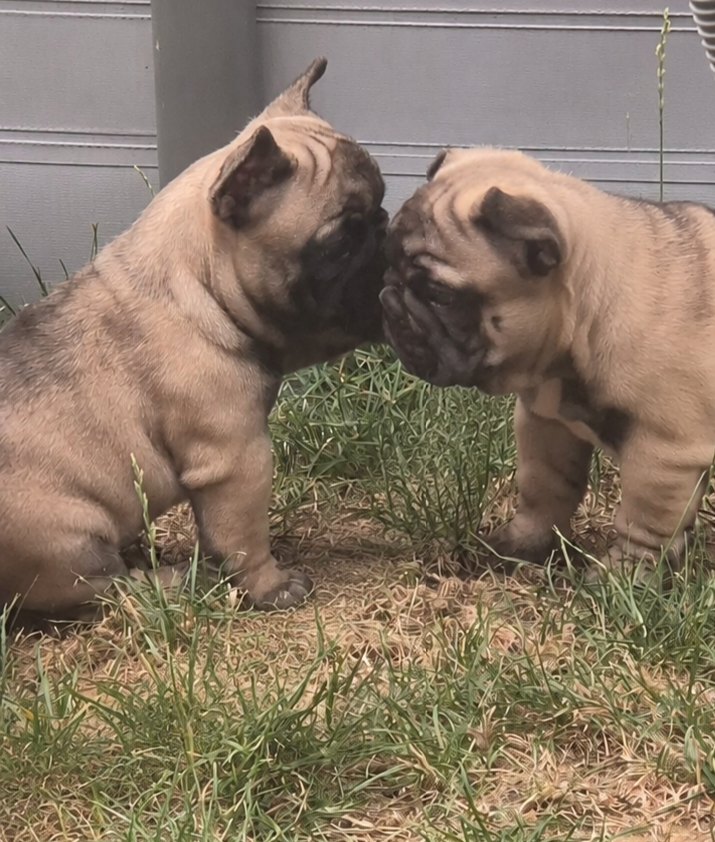 Bébés bouledogue francais LOF fauve disponible
