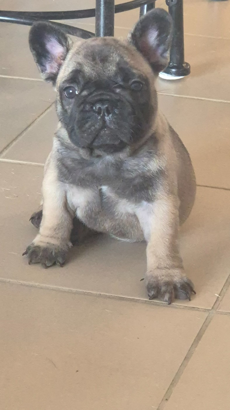 Bébés bouledogue francais fauve