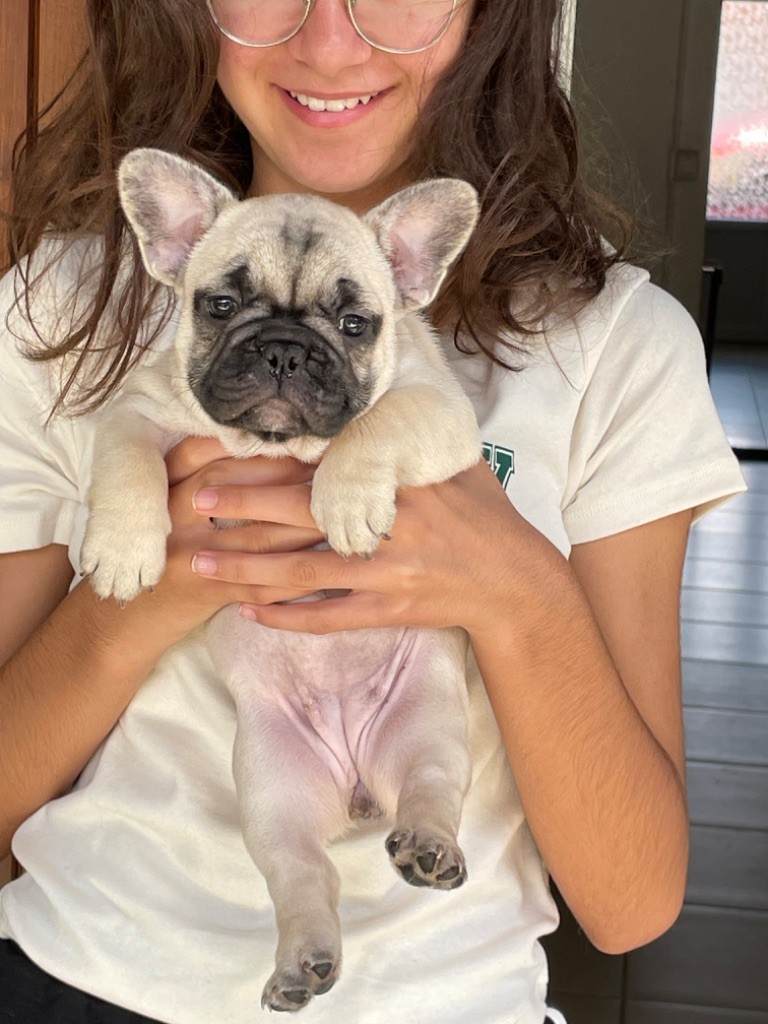 De Castelfranco Veneto - Bouledogue français - Portée née le 28/05/2023