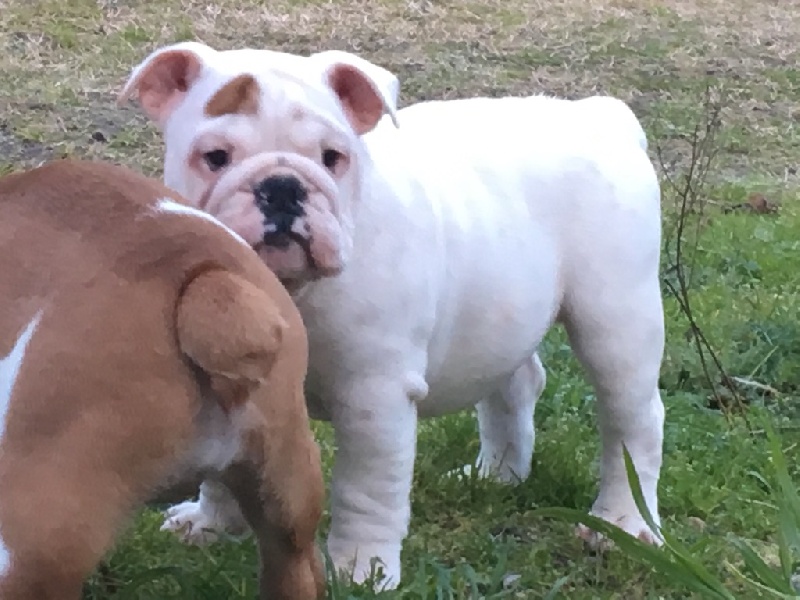 De Castelfranco Veneto - Bulldog Anglais - Portée née le 22/11/2015