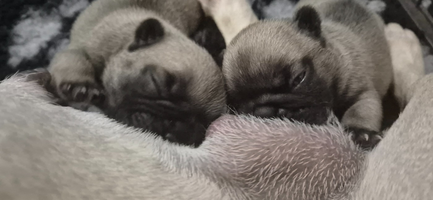 De Castelfranco Veneto - Chiots disponibles - Bouledogue français