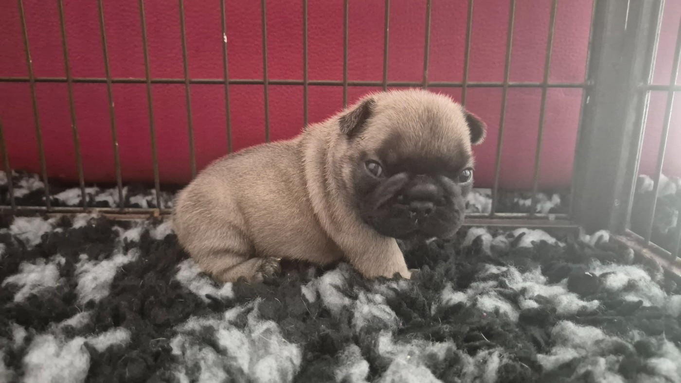 De Castelfranco Veneto - Chiots disponibles - Bouledogue français
