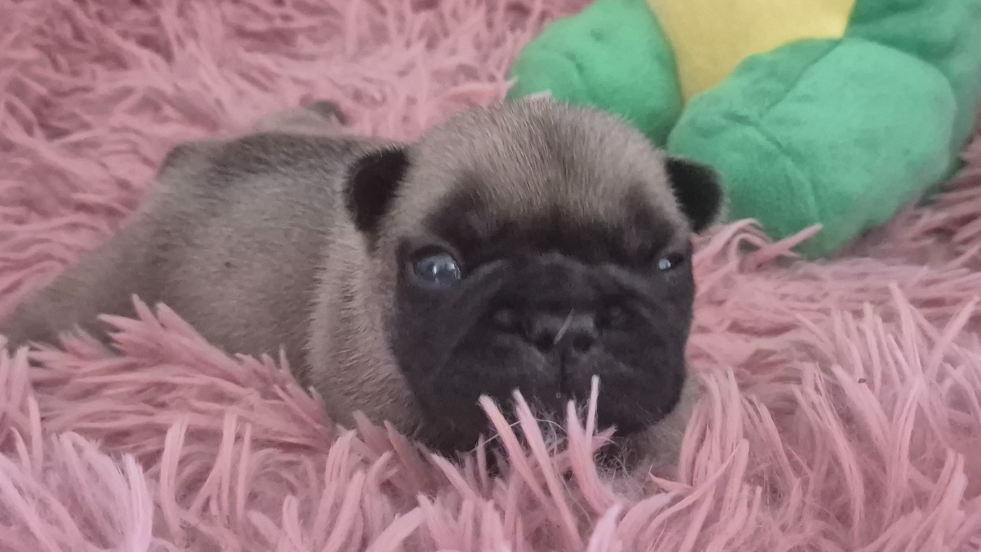 De Castelfranco Veneto - Chiots disponibles - Bouledogue français