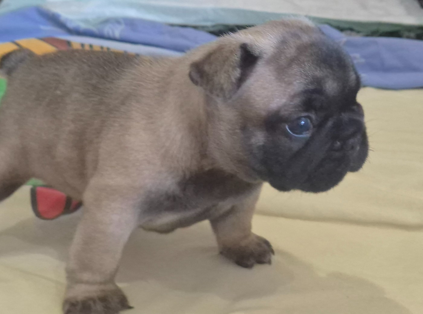 De Castelfranco Veneto - Chiots disponibles - Bouledogue français