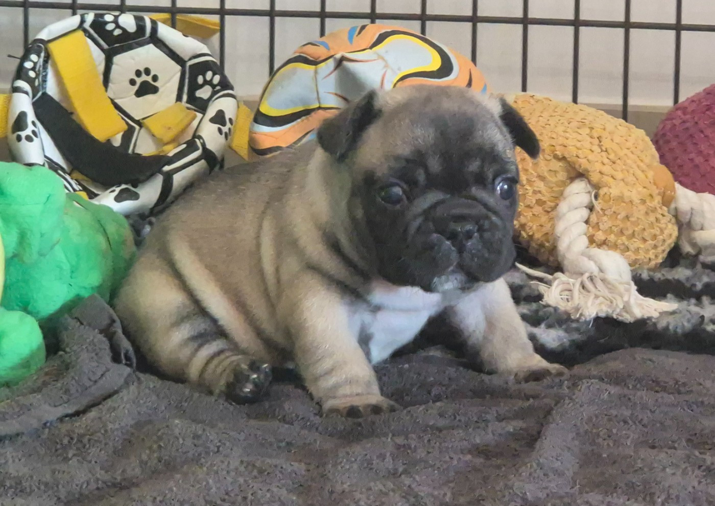 De Castelfranco Veneto - Chiots disponibles - Bouledogue français