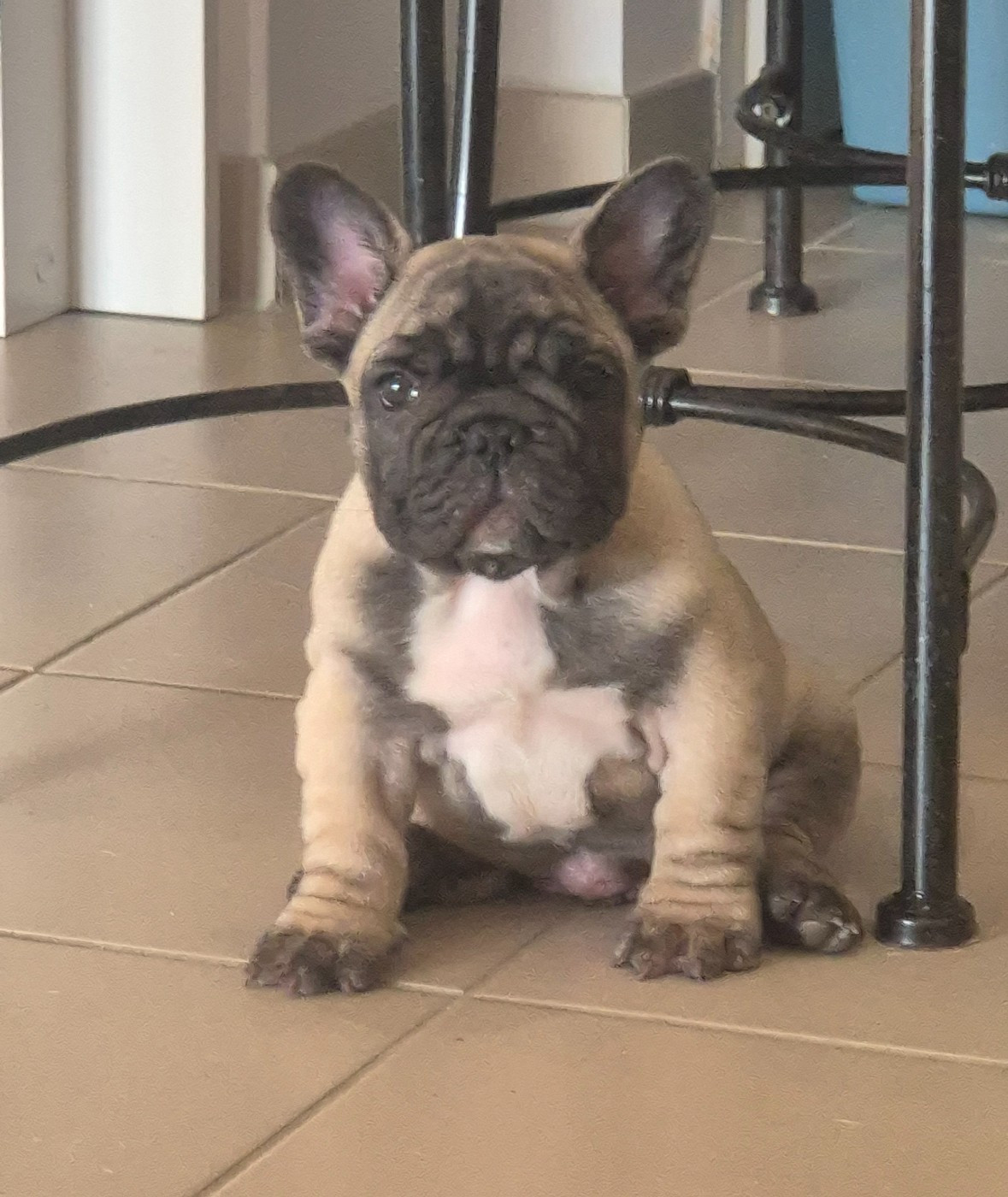 De Castelfranco Veneto - Chiots disponibles - Bouledogue français