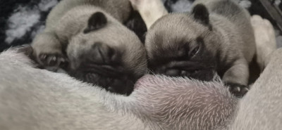 CHIOT 2